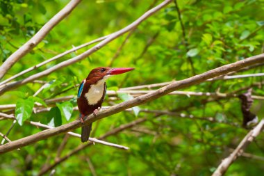 Beyaz boğazlı kingfisher kuş