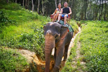 Khao sok milli parkta yürüyüş fil