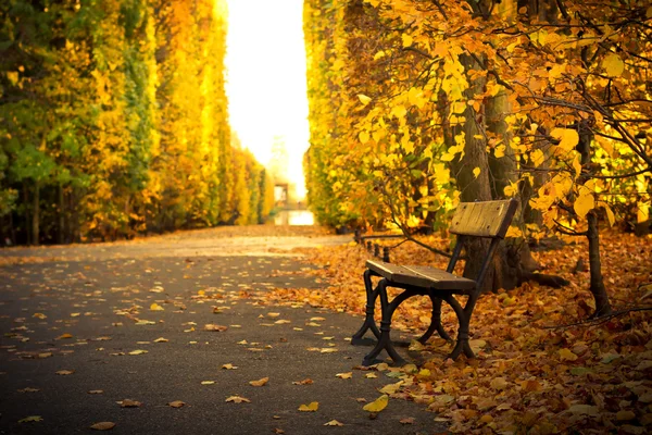Herbstliche Allee mit leerer Bank — Stockfoto