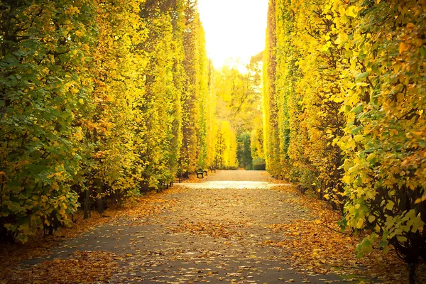 Autumnal alley in the park of Gdansk — Stock Photo, Image