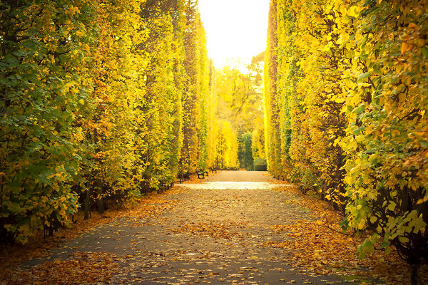 Autumnal alley in the park of Gdansk