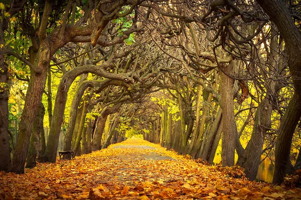 Autumnal alley in the park of Gdansk — Stock Photo, Image