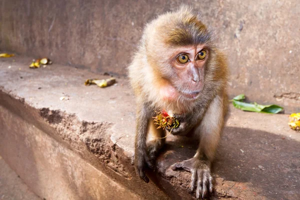 Singe macaque mangeant du litchi — Photo
