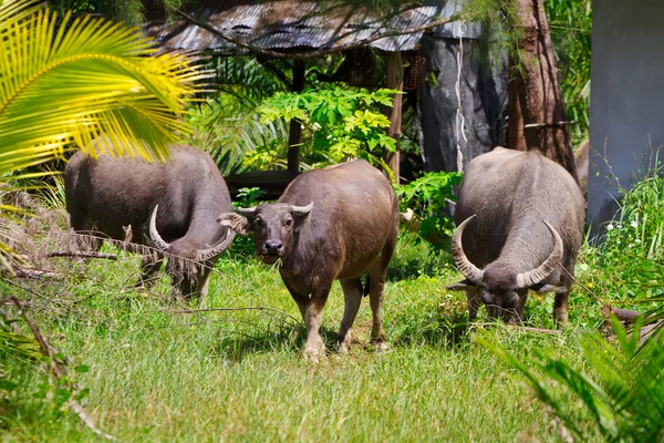 Buffalo in wildlife — Stock Photo, Image