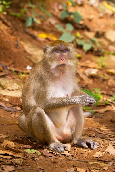 Makaak monkey in wildlife — Stockfoto