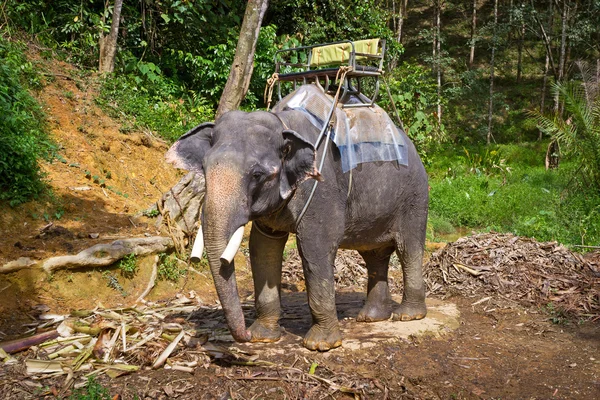 Elefante no Parque Nacional Khao Sok — Fotografia de Stock