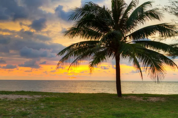 Tramonto sotto la palma tropicale sulla spiaggia — Foto Stock