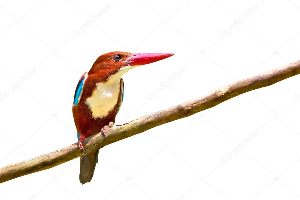 White-throated Kingfisher bird