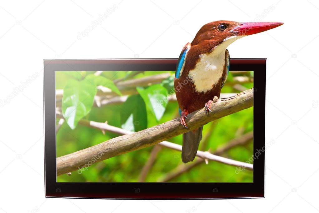 TV with 3D bird on display