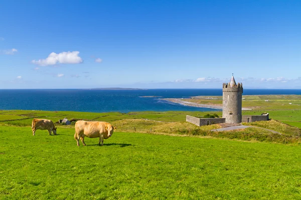 Kastil Doonagore dengan sapi Irlandia — Stok Foto