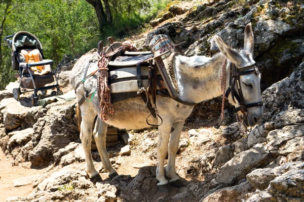 Ezel vervoer in de bergen — Stockfoto