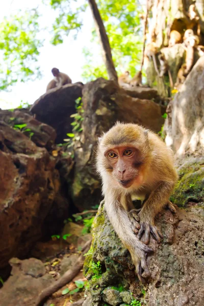 Scimmia di macaco nella vita ampia — Foto Stock