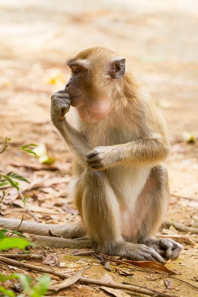 Macaco macaco em widelife — Fotografia de Stock