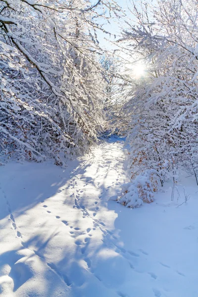 Besneeuwde bos in de winter — Stockfoto