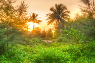 Amazing sunrise in the jungle of Thailand clipart