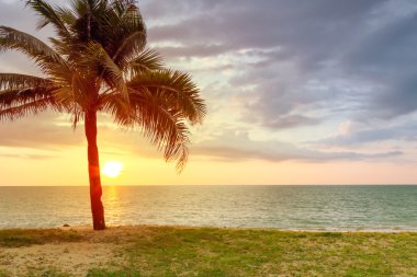 Beach scenery with palm tree at sunset clipart
