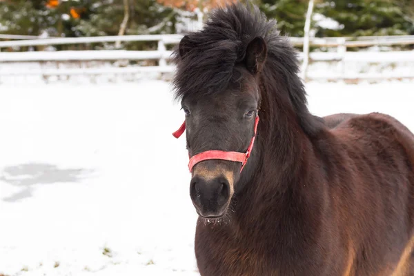 Paard op het gebied van de winter — Stockfoto