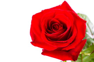 güzel beyaz kırmızı gül