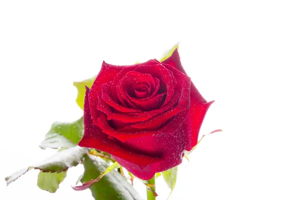 Gyönyörű vörös rózsa felett fehér — Stock Fotó