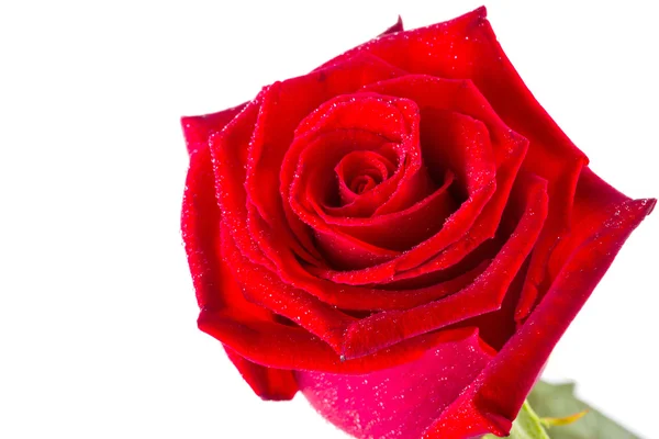 Gyönyörű vörös rózsa felett fehér — Stock Fotó