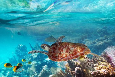 Green turtle in the tropical water clipart