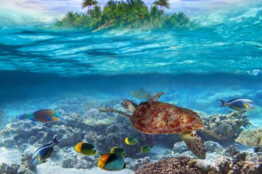 Green turtle in the tropical water clipart