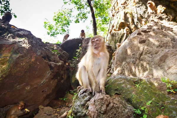 Macaco macaco na Tailândia — Fotografia de Stock