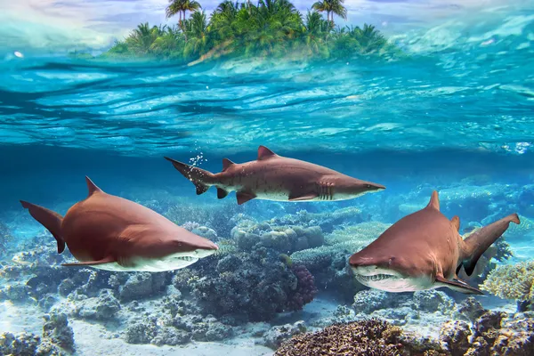 Tiburones toros peligrosos bajo el agua — Foto de Stock