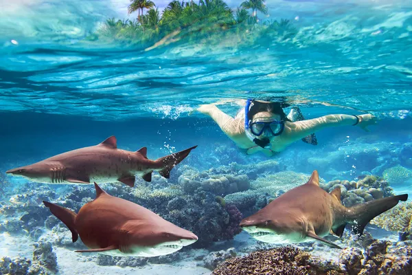 Mergulho com tubarões-touro perigosos — Fotografia de Stock