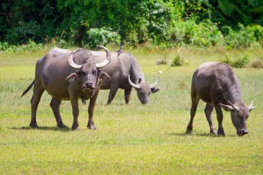 vahşi hayvanlar bölümünde buffalo