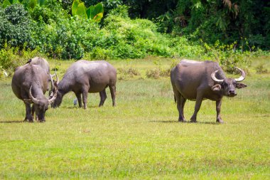 vahşi hayvanlar bölümünde buffalo