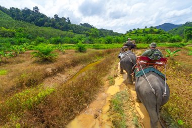 Khao sok milli parkta yürüyüş fil