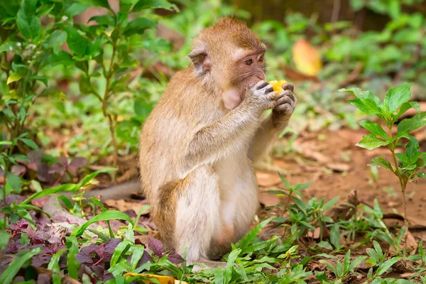 Makaak monkey in wildlife — Stockfoto