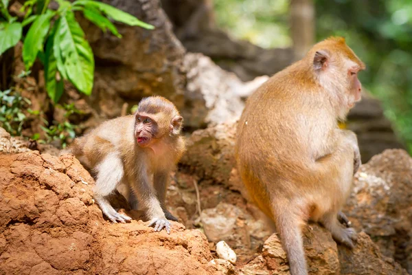 Makaak monkey in wildlife — Stockfoto