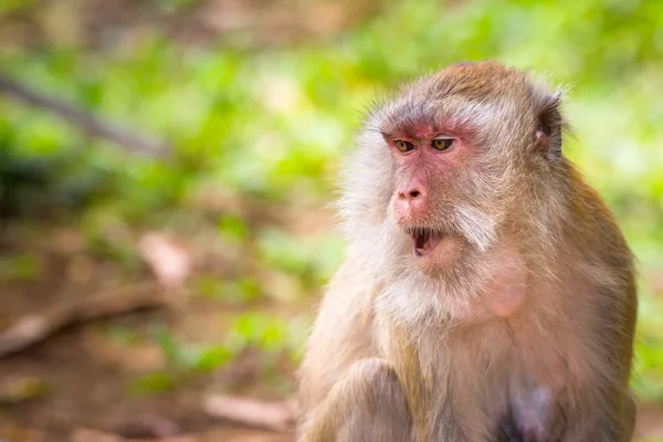 Macaco scimmia nella fauna selvatica — Foto Stock