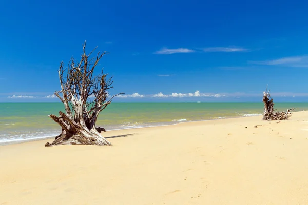 Praia do Mar de Andamão com raízes de árvores — Fotografia de Stock