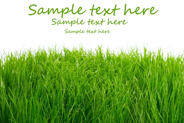 Green fresh grass background — Stock Photo, Image