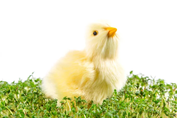 Chick in the garden cress — Stock Photo, Image