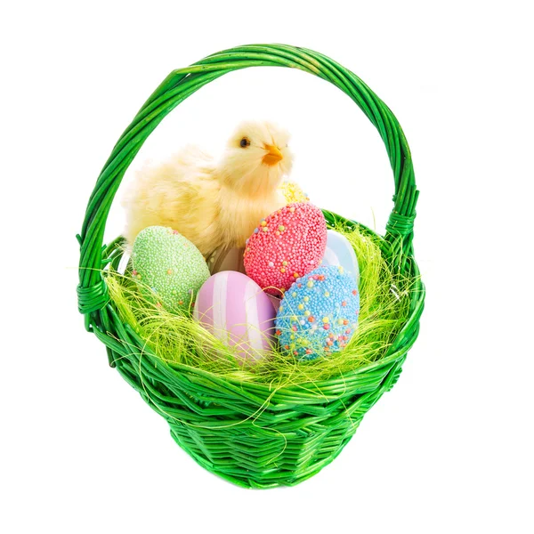 Chick and Easter basket with eggs — Stock Photo, Image