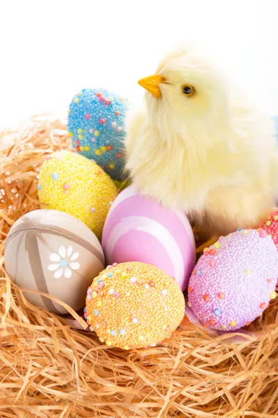 Пасхальные яйца и цыпленок в гнезде — стоковое фото