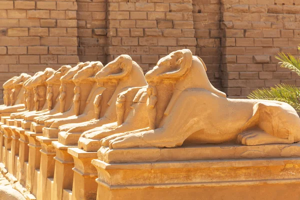 Estátuas de esfinges de cabeça de carneiro no templo de Karnak — Fotografia de Stock