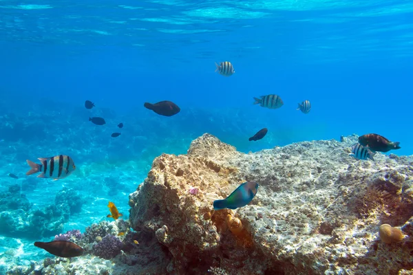 Recifes de Coral do Mar Vermelho com peixes tropicais — Fotografia de Stock