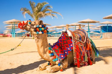 Hurghada Plajı gölgesinde istirahat deve