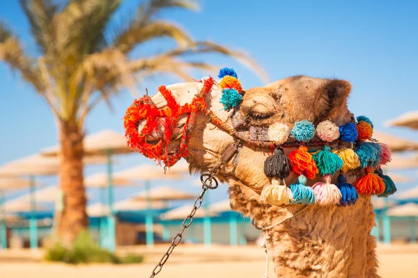 Camel resting in shadow on the beach of Hurghada — Stock Photo, Image