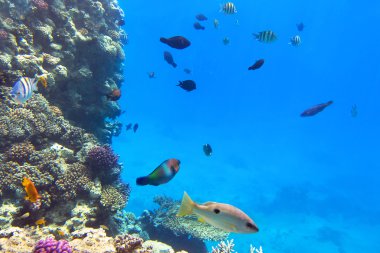 tropikal balıklar ile kırmızı deniz mercan