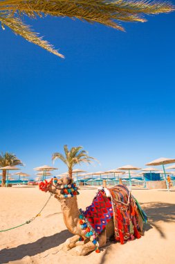 Hurghada Plajı gölgesinde istirahat deve