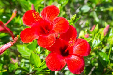 tropikal bahçede kırmızı hibiscus çiçek