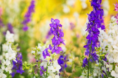 Açan lavanta çiçekleri