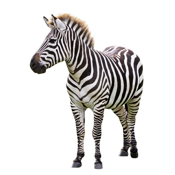 Zebra czarno-biała — Zdjęcie stockowe