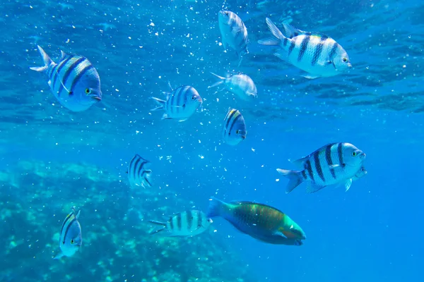 Recifes de Coral do Mar Vermelho com peixes tropicais — Fotografia de Stock